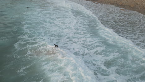 an aerial drone shot tracking a surfer riding a small wave before jumping off into the choppy white foam, suances, spain