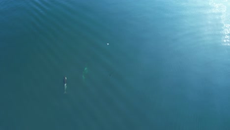 a drone is flying above orca killer whales to film them - top down aerial