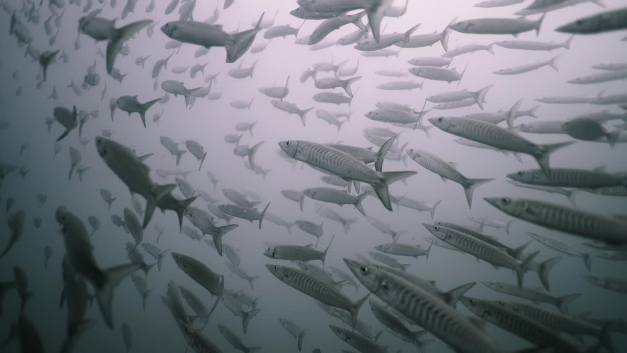 Large School of Barracudas Swimming Underwater