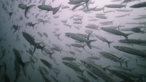 large school of barracudas swimming underwater