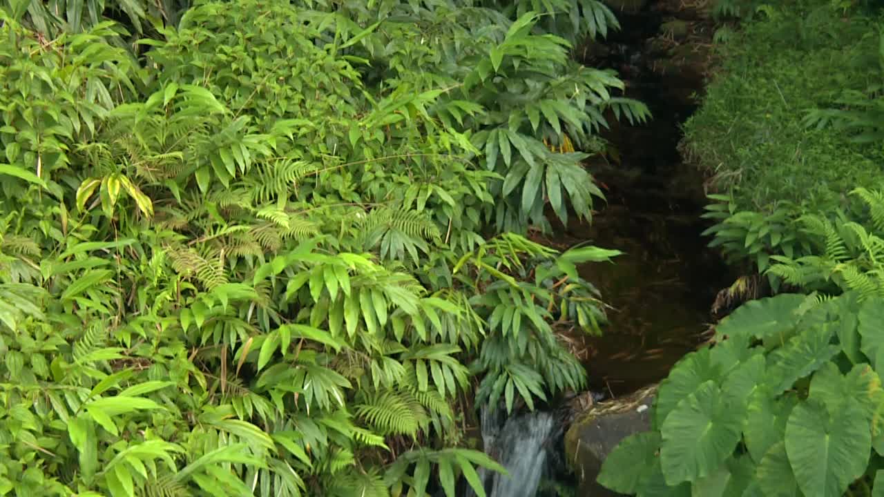 Corriente de agua fluyendo en misteriosa selva tropical de densa vegetación