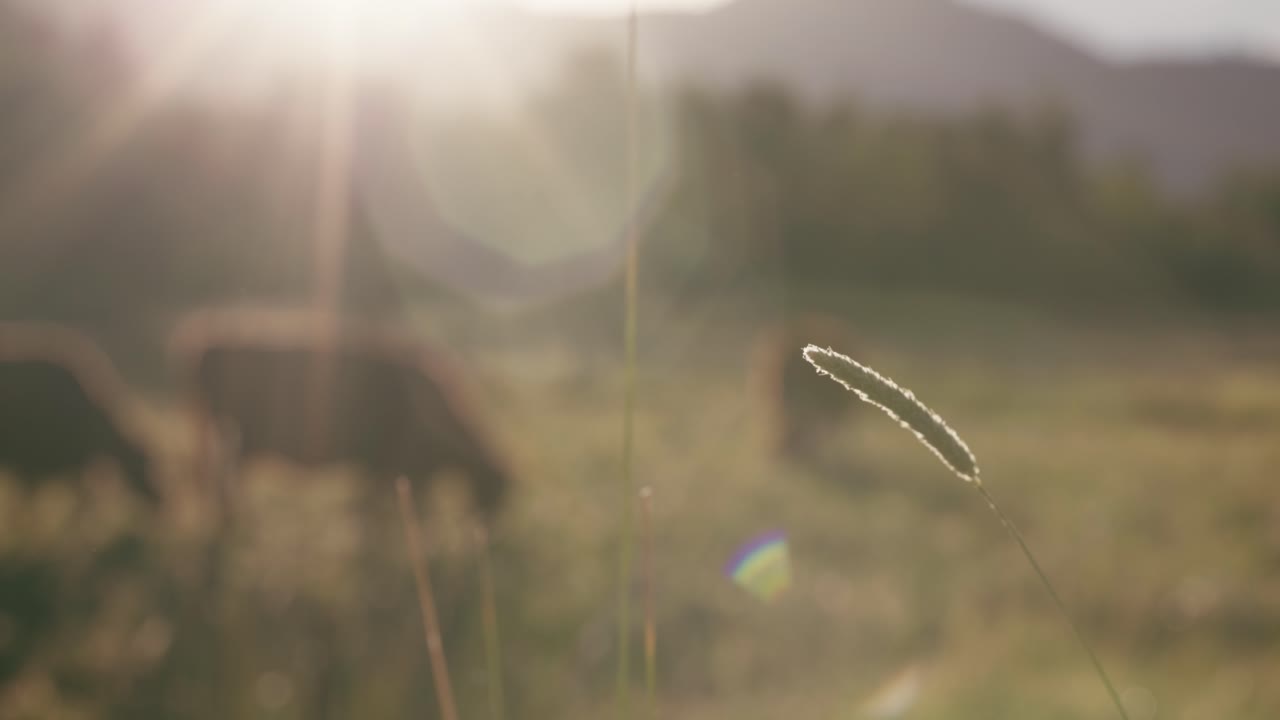 갈색 암소가 석양에 풀밭을 방목할 때 대초원 잔디의 매크로 샷