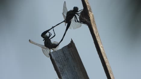 Dragonfly-matting---relaxing---eyes-