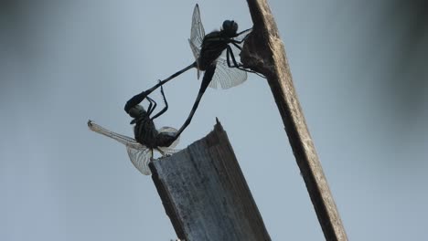 dragonfly matting - relaxing - eyes