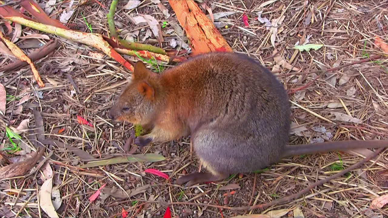 호주의 유대류인 쿼카가 호주의 땅에 앉아 있다