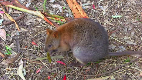 un quokka, un marsupial australiano, se sienta en el suelo en australia