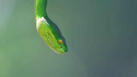 La-Víbora-De-Labios-Blancos-Es-Una-Víbora-Venenosa-Endémica-Del-Sudeste-Asiático-Y-A-Menudo-Se-Encuentra-Durante-La-Noche-Esperando-En-Una-Rama-O-Rama-De-Un-árbol-Cerca-De-Un-Cuerpo-De-Agua-Con-Muchos-Alimentos