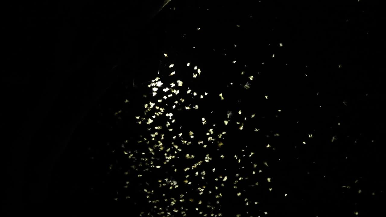 Beautiful out of focus flying insects creating bokeh in the dark before being in focus again, Kgalagadi Transfrontier Park.