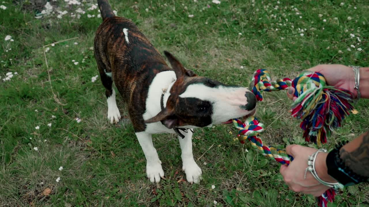 Woman playing with her Bull Terrier puppy outside