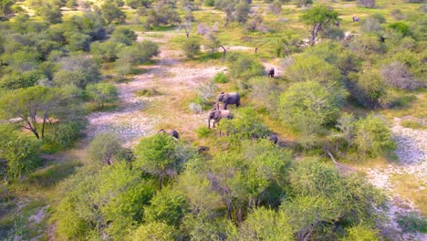 aerial view of a herd of elephants in the african savanna