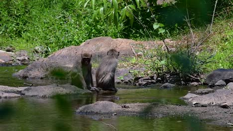 エナガザルは、寺院や国立公園、さらには村や都市にも生息しているため、タイで最も簡単に見つけられるサルです。