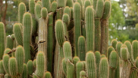 group of cardon grande cactus