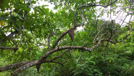 forest in santa marta, colombia with ant hives hanging from tree branches