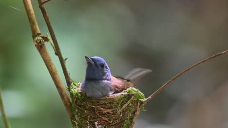 Schwarznackenschnäpper,-Hypothymis-Azurea,-Kaeng-Krachan,-Thailand