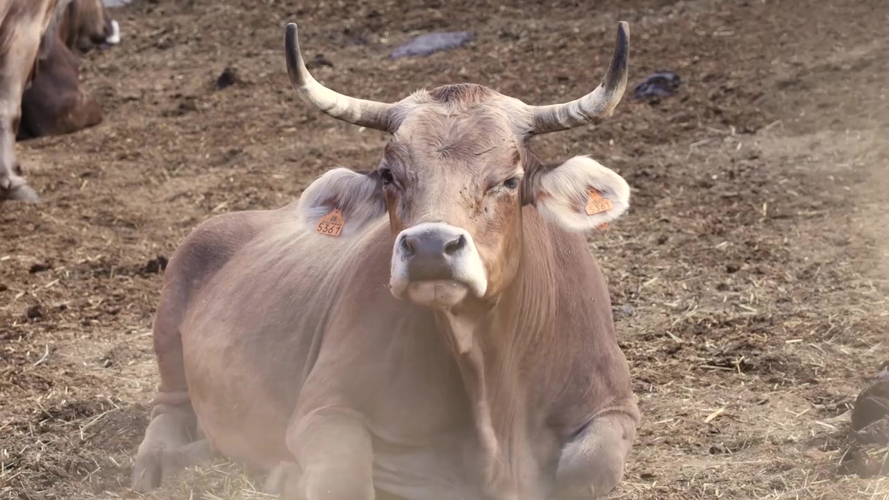 Carrellata orizzontale di una mucca marrone che mangia erba secca. Mucca sdraiata sul terreno sterrato con un'etichetta sull'orecchio. Mucca da fattoria spagnola con grandi corna