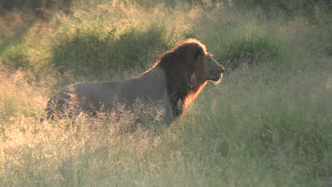 Backlit-magnificient-lion-runs-between-tall-grass-at-small-jog-on-dirt-path