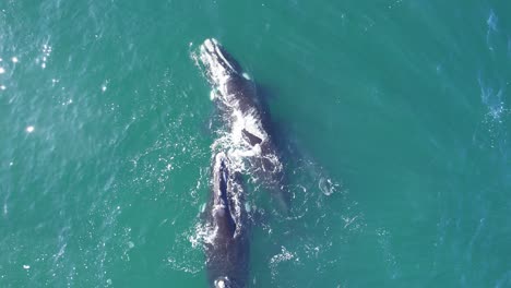 las ballenas francas del sur nadan en el océano con una cría que intentan proteger.
