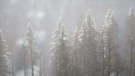 misty fog in pine forest on mountain slopes