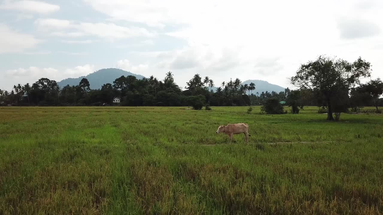 Cow stand at paddy field.