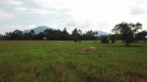 Cow-stand-at-paddy-field.