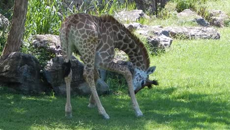 a baby giraffe or giraffe calf grooming itself