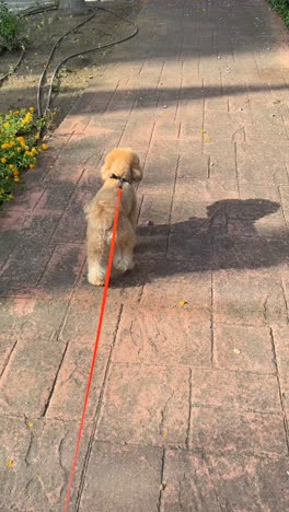 dog on a walk