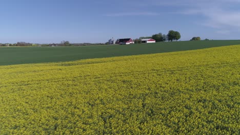 fields of bright yellow and green rapeseed crops against sunlight