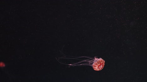 jellyfish gracefully move in a vibrant aquarium