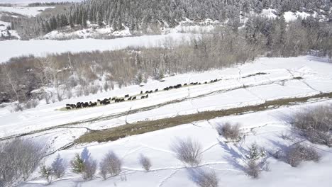 Cows-eating-hay-in-a-snowy-field-aerial