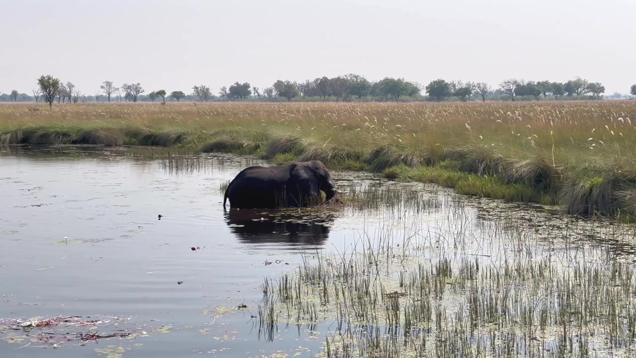 African bush elephant (Loxodonta africana) in Xakanaxa Lagoon in Moremi Game Reserve, Okavango Delta. Botswana.