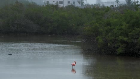 Flamenco-Rosado-Acicalándose-Durante-Un-Día-Lluvioso-En-Una-Laguna-En-La-Isla-Isabela,-Islas-Galápagos,-Ecuador