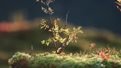 a rowan seedling in the colorful forest undergrowth