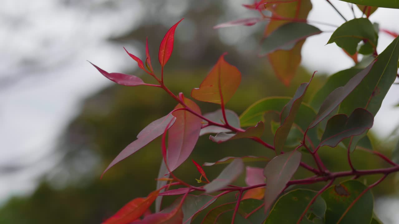 Vibrant red leaves create a striking natural scene, showcasing rich color tones and seasonal beauty in a calm outdoor setting