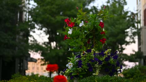 red and white rose flower bush.