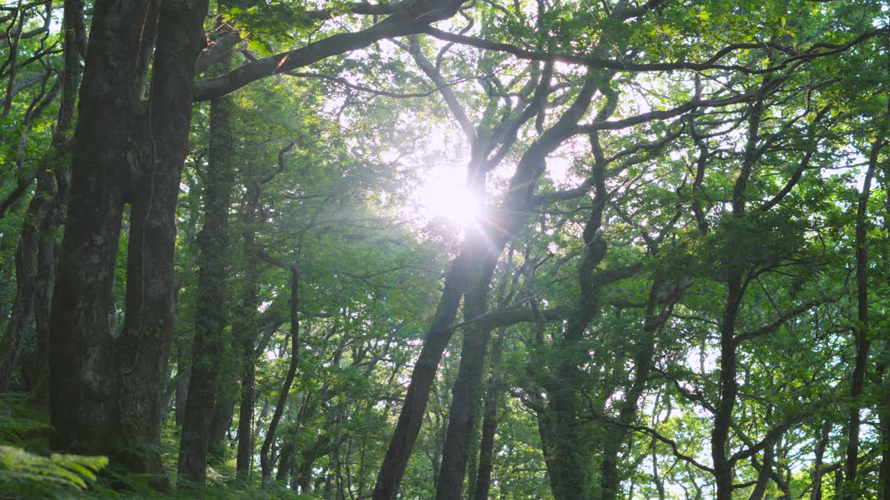 Panning Shot Across Dense Forest with Sunrise Sun Flare Peering Through Trees with Ferns and Mossy Ground. Outdoor Travel Wild Environment Slow Motion Footage.