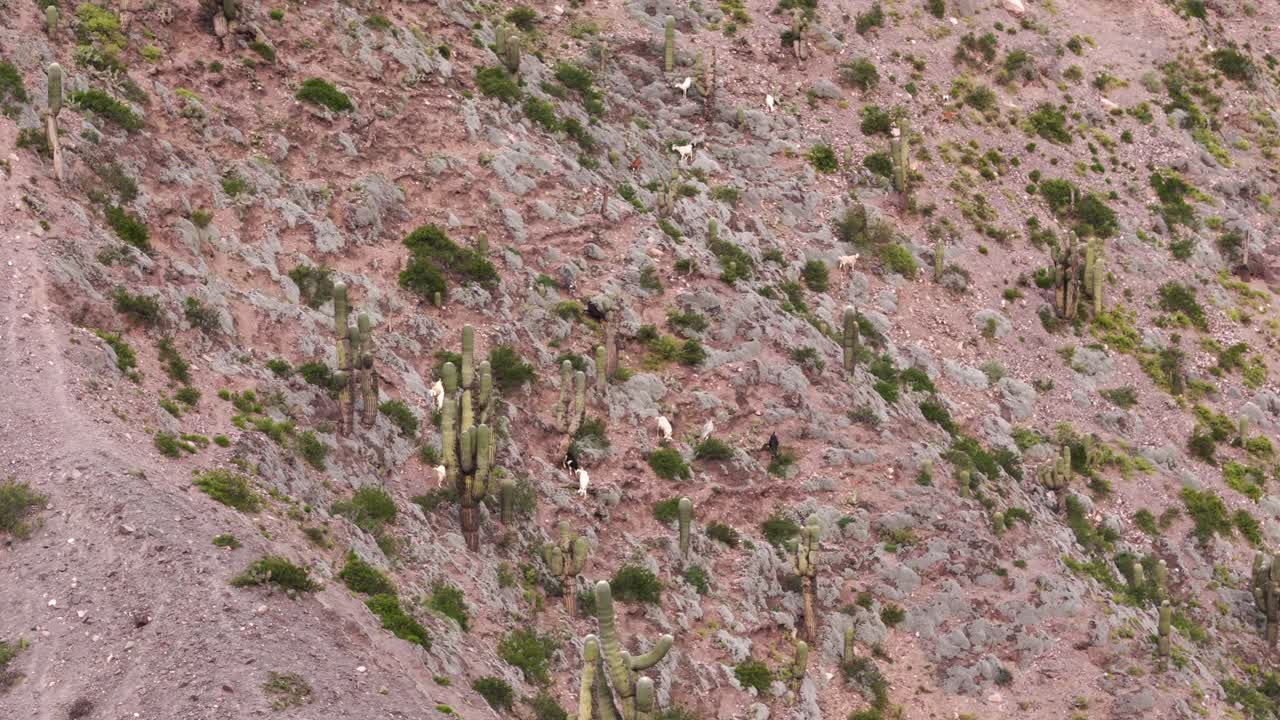 rebaño de cabras de pastoreo, utilizado para la alimentación y la subsistencia de los residentes de las montañas en jujuy, argentina