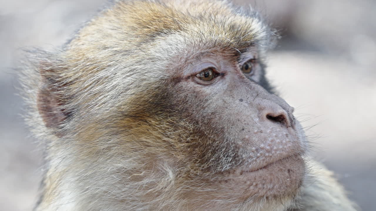 Close-up of a Monkey's Face