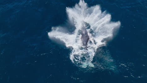 whale jumping in the ocean