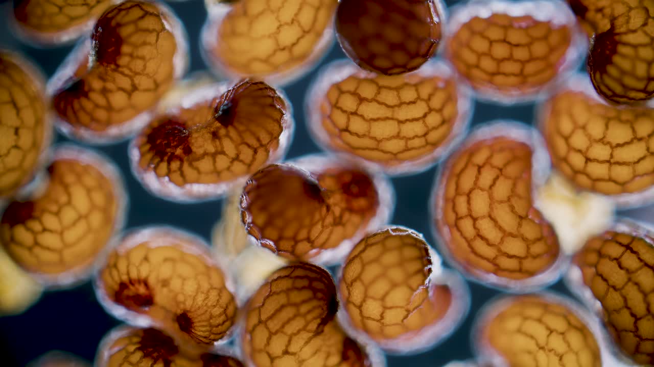 Poppy seeds under microscope dark field view
