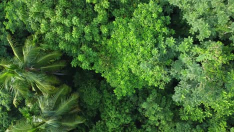 Toma-De-Vista-Aérea-De-La-Selva-Verde-Profunda