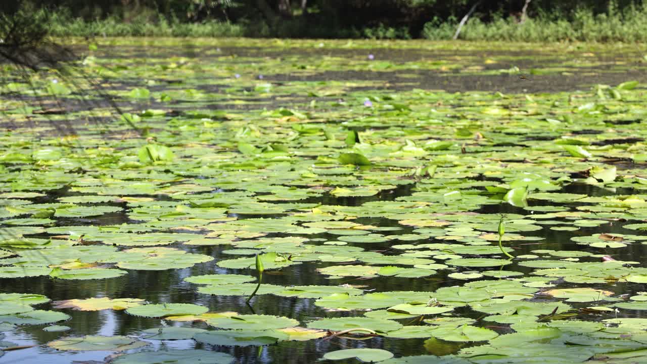 Peaceful pond covered with floating lily pads