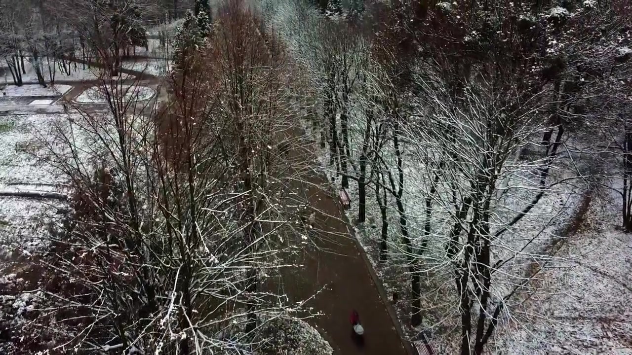 Alberi nel parco invernale