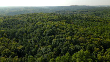 Sobrevuelo-Aéreo-Exuberante-Verde-Caducifolio-árboles-Forestales-Del-Norte-De-Europa-Dosel