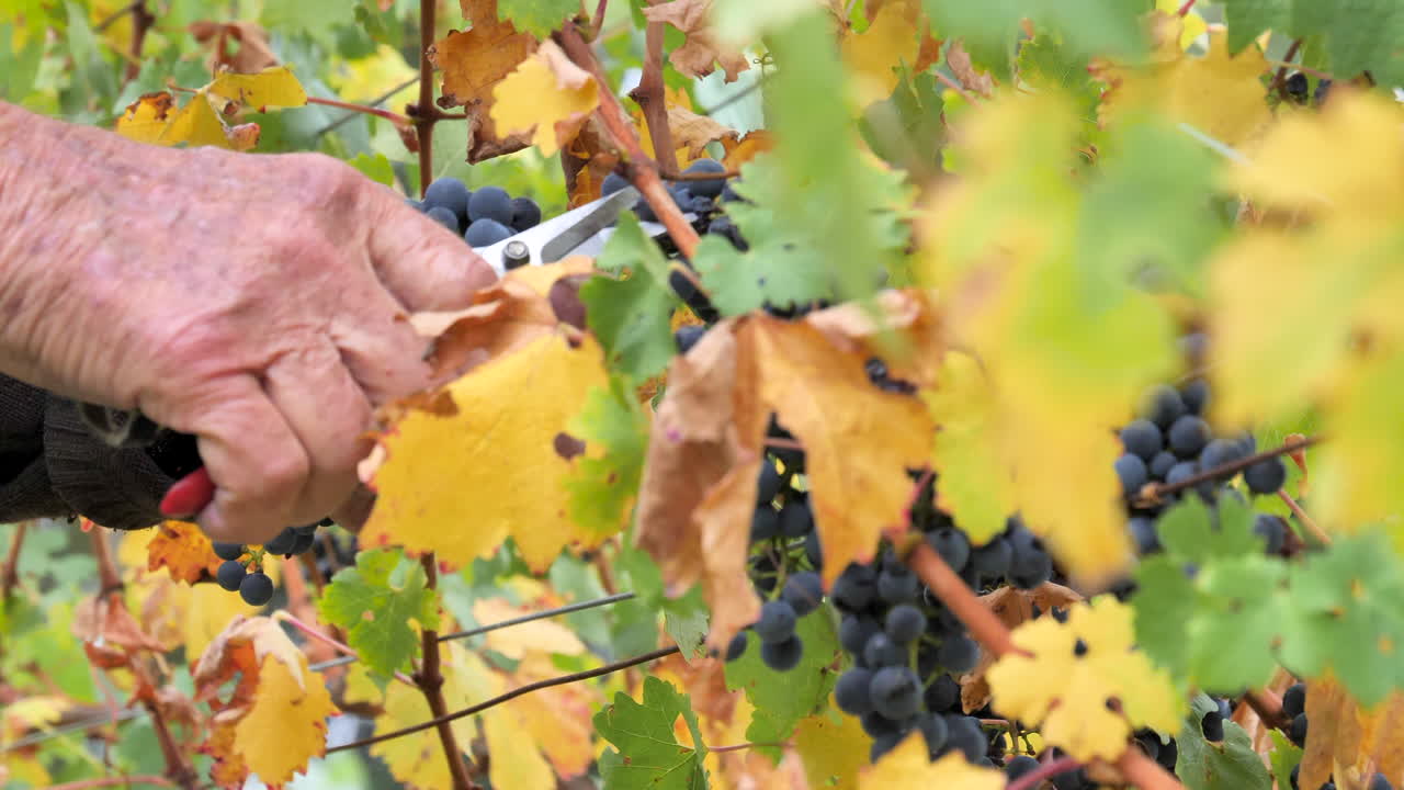 tiro apretado de recolectores de uva durante la cosecha en una bodega