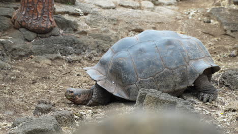 Tortuga-Gigante-De-Galápagos-Descansando-En-El-Suelo-En-La-Estación-De-Investigación-Charles-Darwin-En-La-Isla-Santa-Cruz