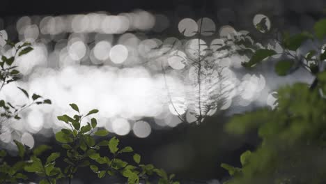 a close-up shot of lush green leaves on the delicate branches