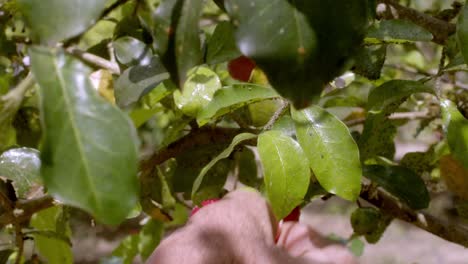 picking selecting ripe acerola fruit, barbados cherry, west indian cherry