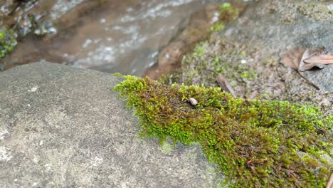 Medite-Imágenes-Tranquilas-Y-Pacíficas-De-4k-De-Agua-Que-Fluye-De-Un-Arroyo-De-Agua-De-Manantial-De-Montaña-Corriendo-Por-Enormes-Losas-De-Piedra-Arenisca-De-Roca-Con-Musgo-Verde,-Agua-Potable-Cristalina