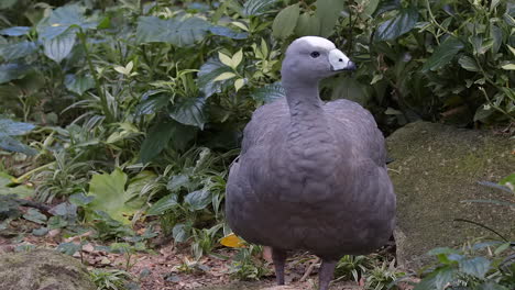 rare cape barren goose portrait