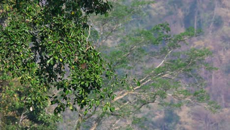 Macaco-De-Cola-De-Cerdo-Del-Norte,-Macaca-Leonina,-Tailandia